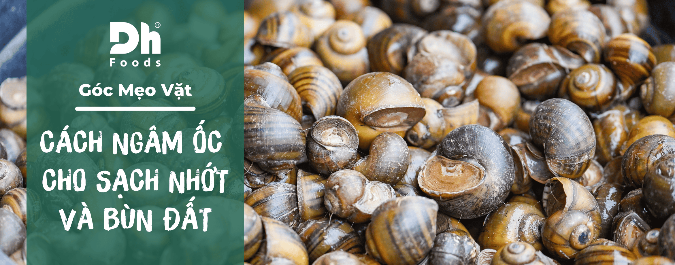 C&aacute;ch ng&acirc;m ốc cho sạch nhớt v&agrave; b&ugrave;n đất nhanh ch&oacute;ng, dễ l&agrave;m